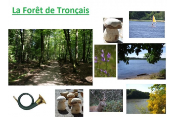 La Forêt de Tronçais, à 7 kms 